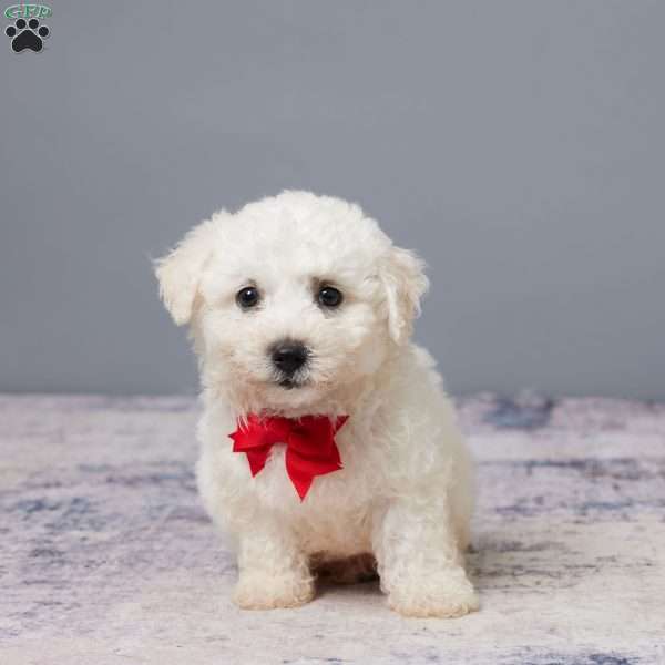 Porter, Bichon Frise Puppy